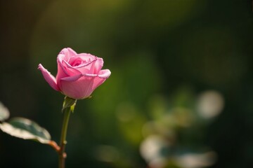 Single pink rose in sunlight against blurred green background

