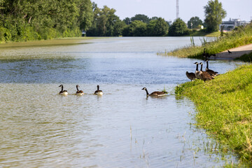 A group of Canada geese near the edge of a river