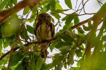 Ein Brasilzwergkauz sitzt in einem Baum in der Frontale