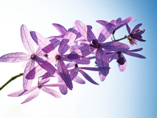 Petrea volubilis L. King has long clusters of indigo and purple flowers, very beautiful