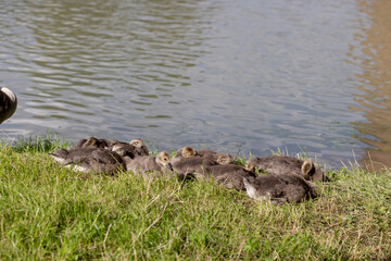 A group of young goslings rests closely together on the grassy bank near calm water. 