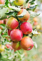 Apple fruit branch in closeup