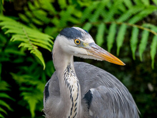 茂みから顔をだすアオサギ