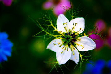 White flower on colorful floral background
