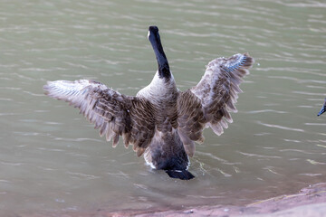 A Canada goose spreads its wings while standing in shallow water, showcasing detailed plumage.