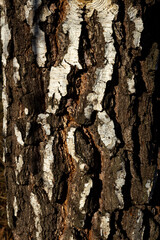 bark of a tree texture