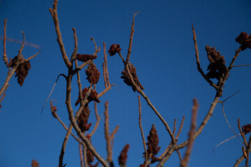 tree branches against a clear sky