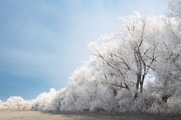 hoarfrost covered trees in a cold beautiful winter landscape