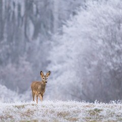Roe deer (Capreolus capreolus) in winter. Roe deer with snowy background. Roe deer on snow.
