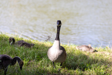 A Canada goose stands on a grassy riverbank, holding a piece of vegetation in its beak.