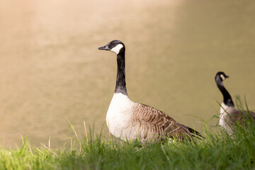 A Canada goose stands at the edge of the water, with rippling reflections visible on the surface. The bird's detailed plumage and posture are clearly captured, creating a serene and natural scene.