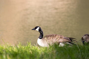 A Canada goose stands at the edge of the water, with rippling reflections visible on the surface. The bird's detailed plumage and posture are clearly captured, creating a serene and natural scene.
