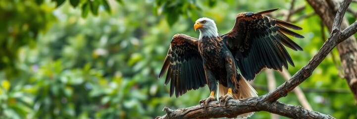 Fototapeta premium A majestic eagle perched atop a forest tree branch with its wings spread wide and feathers ruffled, set against a soft blur of foliage in the background, silhouette, flying high