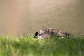 A gosling rests in the grass near a calm riverbank, partially leaning against an adult goose. The soft lighting highlights the peaceful and nurturing scene in a natural environment.