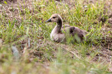 A gosling rests in a grassy area, nibbling on vegetation. The soft lighting and natural surroundings highlight the peaceful and innocent nature of the young bird.