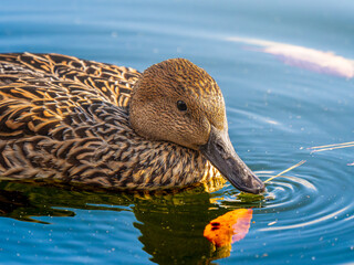 池を泳ぐオナガガモのメス