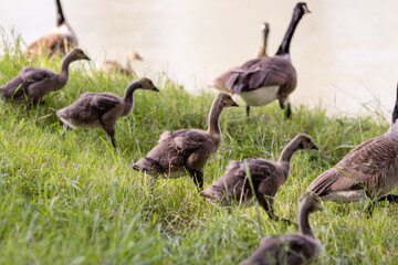 A group of goslings walks and grazes on a grassy riverbank, accompanied by adult Canada geese in the background. 