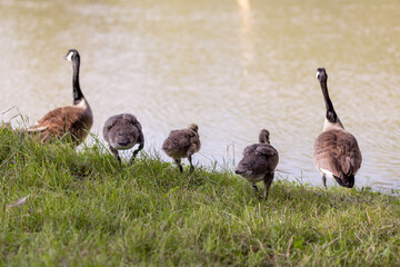 A family of Canada geese, including adult geese and goslings, is seen walking along a grassy riverbank toward the water. 