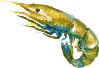 Watercolor painted shrimp. Hand drawn fresh seafood design element isolated on white background.