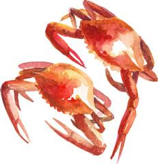 Watercolor painted crab. Hand drawn fresh seafood design element isolated on white background.