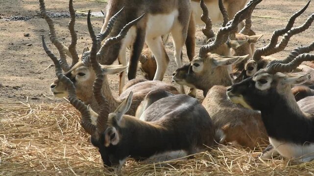 A herd of blackbucks is sitting and eating hay.bk