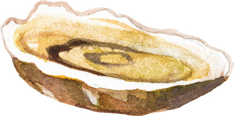 Watercolor painted oysters. Hand drawn fresh seafood design element isolated on white background.