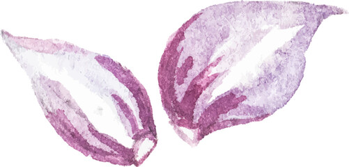 Watercolor painted garlic. Hand drawn fresh food design element isolated on white background.