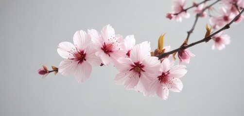 Obraz premium A delicate pink cherry blossom floats freely on a pristine white backdrop, creating a sense of weightlessness and fluidity, floral motif, natural beauty