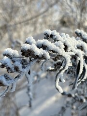 snow covered branches. winter background