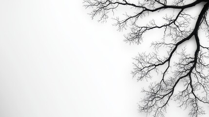 Fototapeta premium Black and White Silhouette of a Tree Branch Against a Minimalist Background with Soft Borders