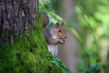 Obraz premium close up portrait of a grey squirrel on a tree trunk eating a nut