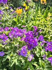Obraz premium Purple Blooming Geranium or Pelargonium in a mixborder in a floral summer garden. Flower background