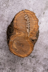Wild bird feather lies on a piece of sawn fruit tree on a natural background. Close up.