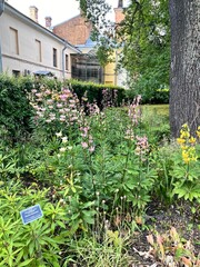The translation of  flower on the plaque is Lilium hansonii.Homeland is South Korea. Japanese...