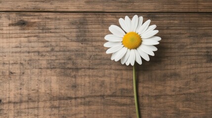 Obraz premium Single daisy on rustic wooden background.