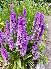 Dactylorhiza urvilleana. A blooming purple wildflower or and a Wild Orchid in a summer flower garden. Floral background