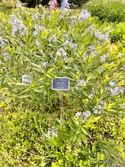 An unusual Blooming Amsonia orientalis with glaucous leaves and blue flowers in a summer flower garden. Floral background