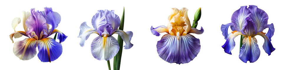 Collection of iris isolated on a white background as transparent PNG
