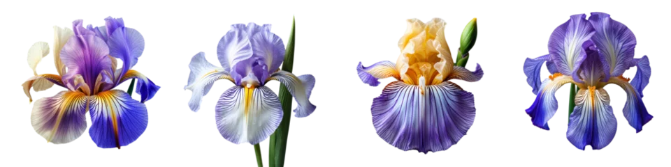  Collection of iris isolated on a white background as transparent PNG  © gunzexx png and bg