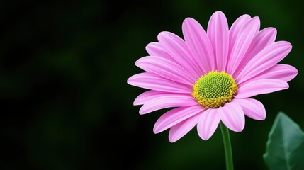 Obraz premium Vibrant Pink Flower with Green Center and Soft Petals Against Dark Background in Nature