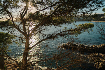 reflection of trees in water