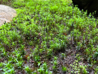 日本庭園の苔 Japanese Green Moss