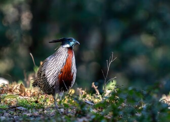Colorful pheasant in sunlit forest clearing