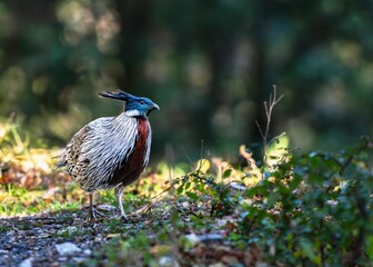 Colorful pheasant on forest floor