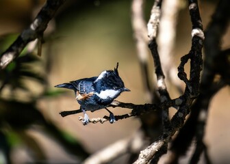 Colorful bird perched in a forest setting.