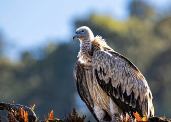 Majestic vulture perched against a blurred forest.
