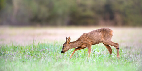 Young roe deer doe walking in a clearing. Capreolus capreolus, Sologne, Loiret 45, région Centre-Val-de-Loire, France, European Union, Europe
