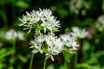 Bärlauchblüte