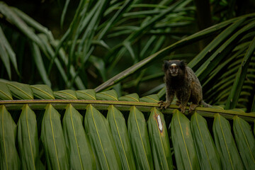 Monkey Macaco Árvore Sagui Natureza