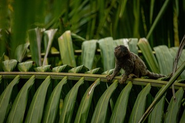 Monkey Macaco Árvore Sagui Natureza